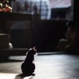 The cat who lived a million times - Yoko Sano